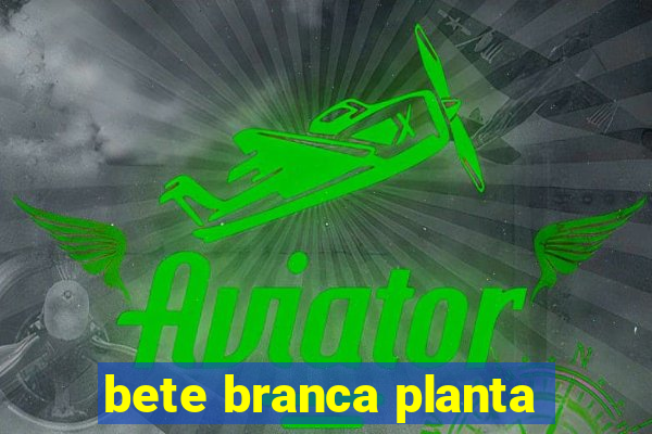 bete branca planta